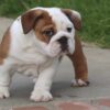 MONSTER ENGLISH BULLDOG PUPPIES