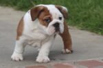 MONSTER ENGLISH BULLDOG PUPPIES
