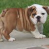 MONSTER ENGLISH BULLDOG PUPPIES