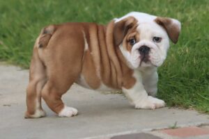MONSTER ENGLISH BULLDOG PUPPIES MONSTER ENGLISH BULLDOG PUPPIES