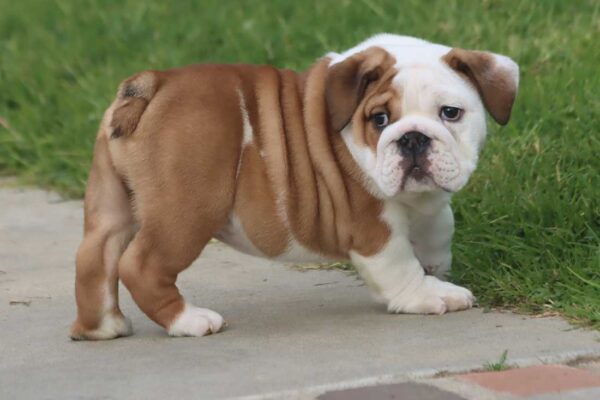 MONSTER ENGLISH BULLDOG PUPPIES