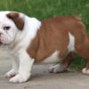 MONSTER ENGLISH BULLDOG PUPPIES