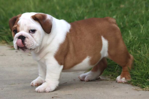 MONSTER ENGLISH BULLDOG PUPPIES