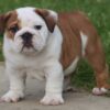 MONSTER ENGLISH BULLDOG PUPPIES