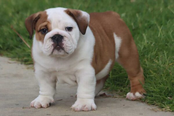 MONSTER ENGLISH BULLDOG PUPPIES
