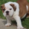 MONSTER ENGLISH BULLDOG PUPPIES