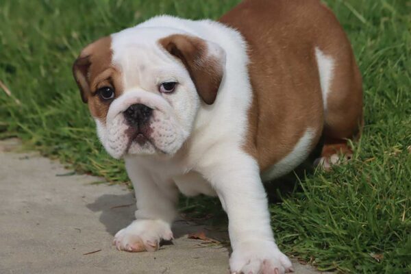 MONSTER ENGLISH BULLDOG PUPPIES