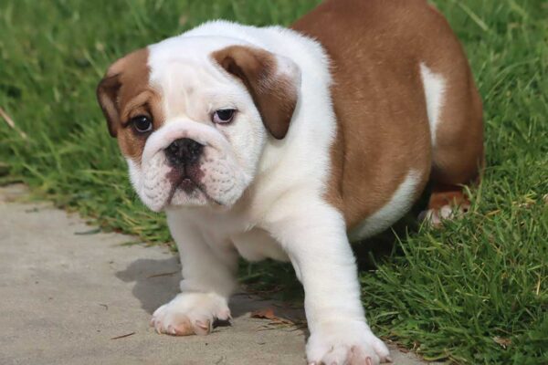 MONSTER ENGLISH BULLDOG PUPPIES