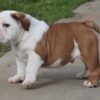 MONSTER ENGLISH BULLDOG PUPPIES