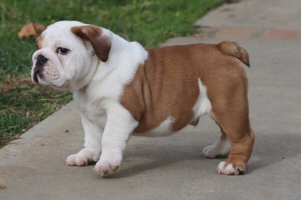 MONSTER ENGLISH BULLDOG PUPPIES