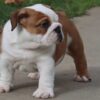 MONSTER ENGLISH BULLDOG PUPPIES