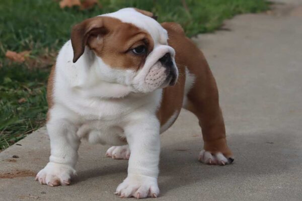 MONSTER ENGLISH BULLDOG PUPPIES