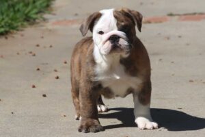 MILES ENGLISH BULLDOG PUPPY