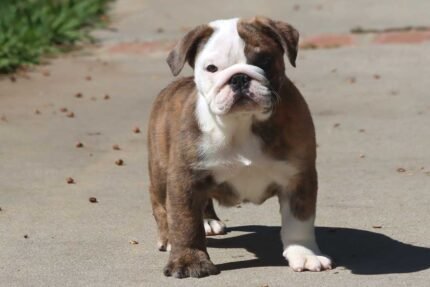 Home Pets | Mario Walker's Bullies MILES ENGLISH BULLDOG PUPPY