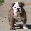 MILES ENGLISH BULLDOG PUPPY
