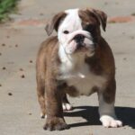 MILES ENGLISH BULLDOG PUPPY MILES ENGLISH BULLDOG PUPPY