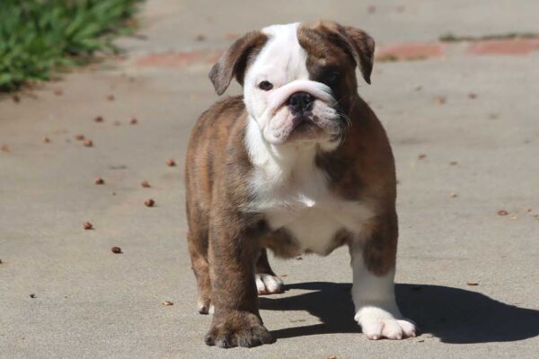 MILES ENGLISH BULLDOG PUPPY