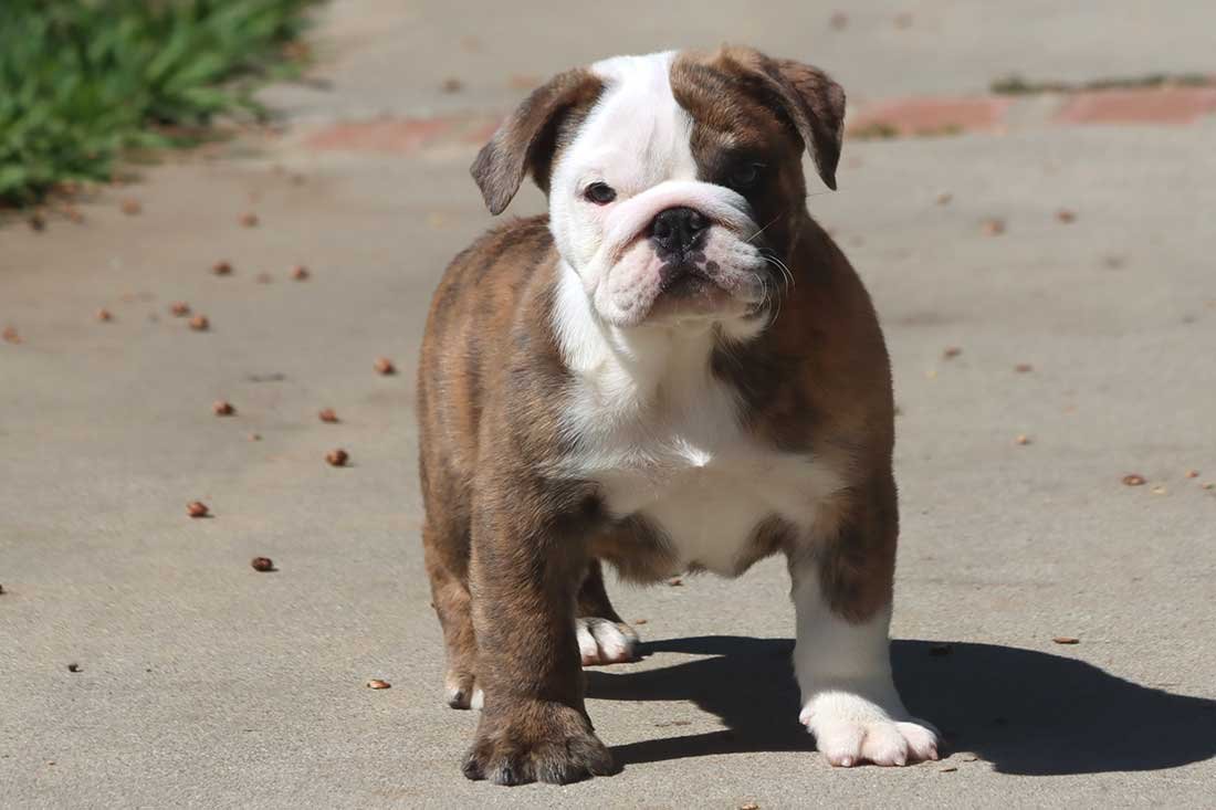 MILES ENGLISH BULLDOG PUPPY MILES ENGLISH BULLDOG PUPPY