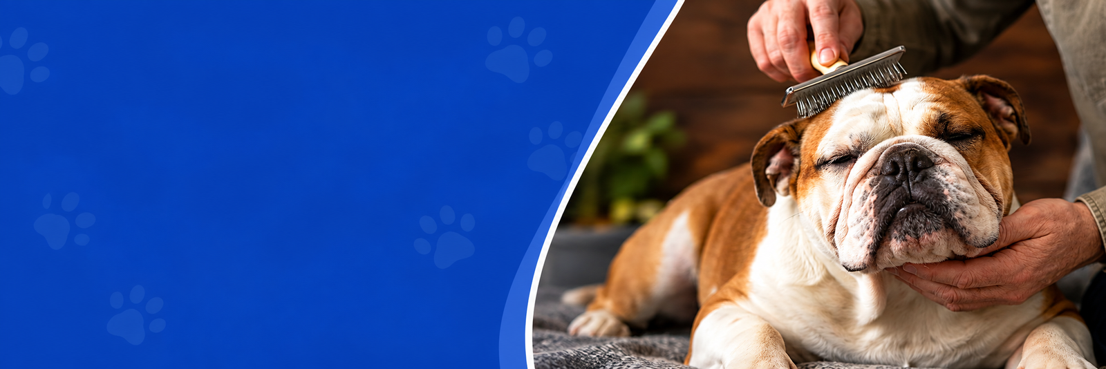 Home Pets | Mario Walker's Bullies Home Pets