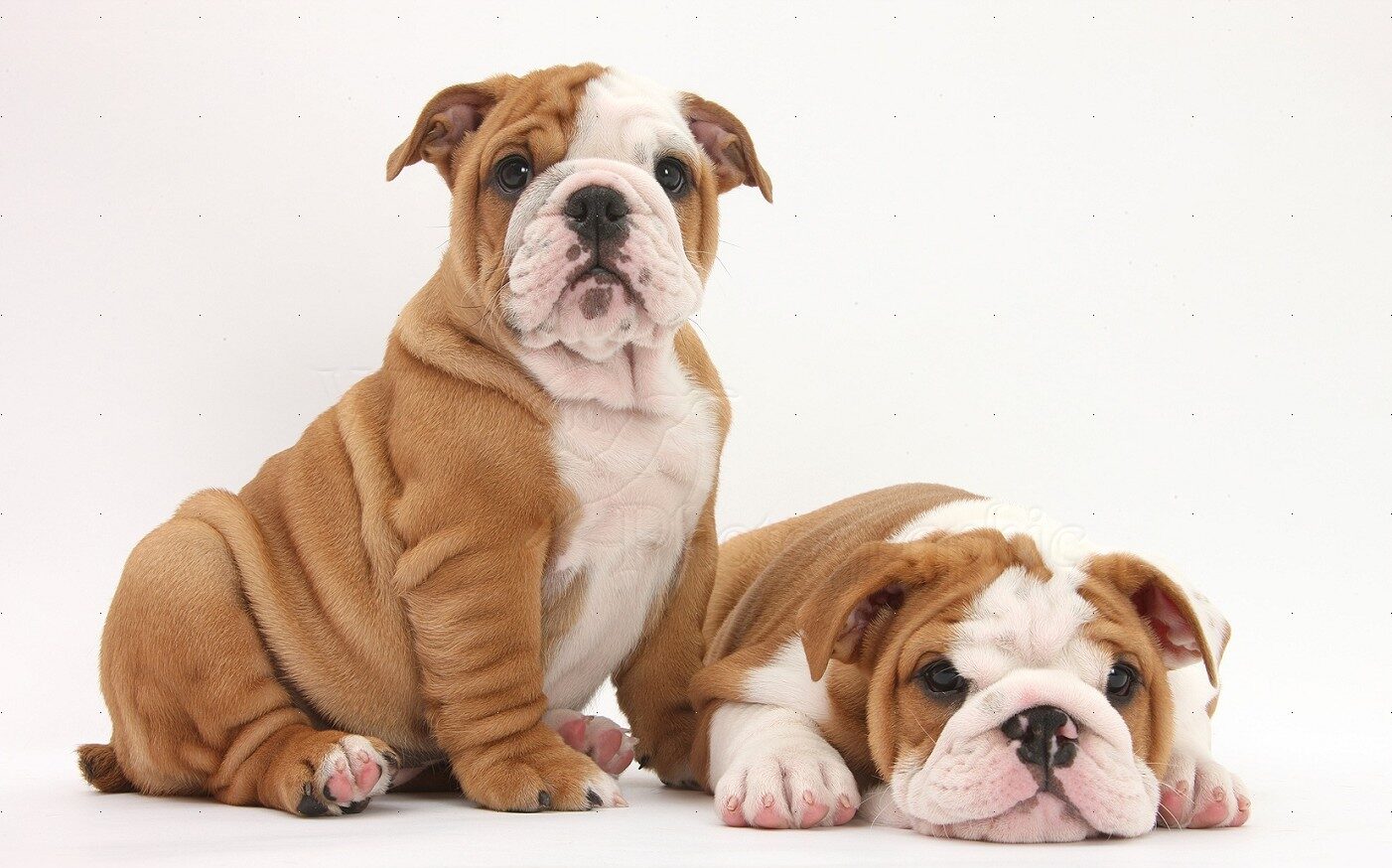 Mario walker English Bulldog Puppies