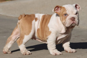 POGO ENGLISH BULLDOG PUPPY