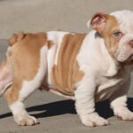 POGO ENGLISH BULLDOG PUPPY