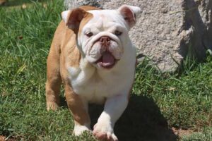 BECKY ENGLISH BULLDOG PUPPY BECKY ENGLISH BULLDOG PUPPY