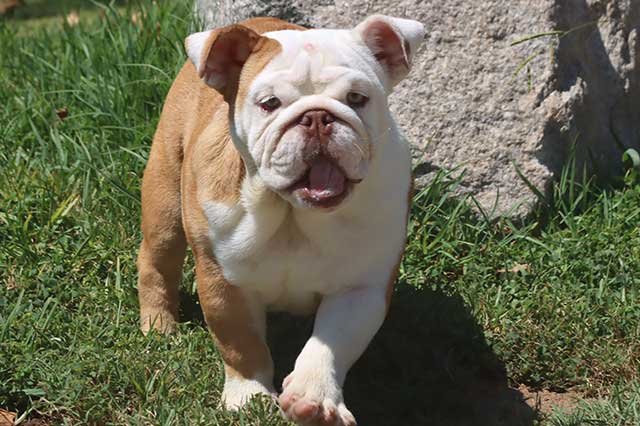 BECKY ENGLISH BULLDOG PUPPY