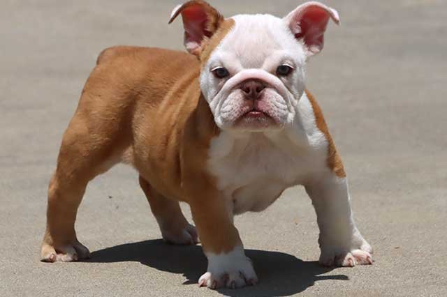 BECKY ENGLISH BULLDOG PUPPY