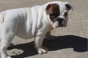 CHICA ENGLISH BULLDOG PUPPY