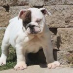 CHICA ENGLISH BULLDOG PUPPY