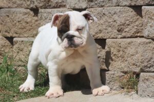 CHICA ENGLISH BULLDOG PUPPY