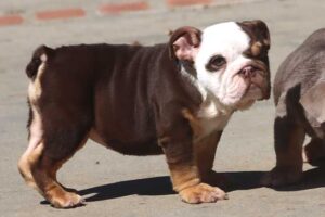 PEARL ENGLISH BULLDOG PUPPY