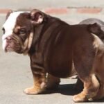PEARL ENGLISH BULLDOG PUPPY
