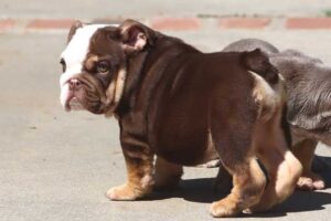 PEARL ENGLISH BULLDOG PUPPY