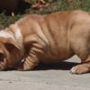 IRENE ENGLISH BULLDOG PUPPY