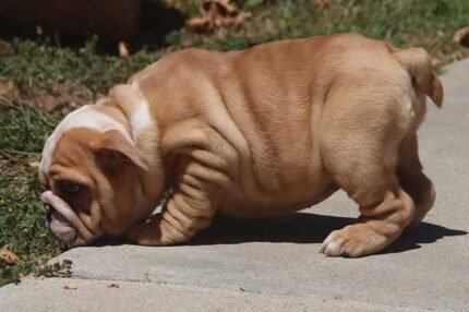 Home Pets | Mario Walker's Bullies IRENE ENGLISH BULLDOG PUPPY