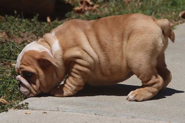 IRENE ENGLISH BULLDOG PUPPY