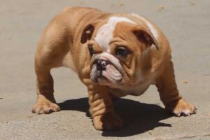 IRENE ENGLISH BULLDOG PUPPY