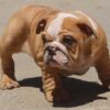 IRENE ENGLISH BULLDOG PUPPY