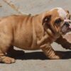 IRENE ENGLISH BULLDOG PUPPY