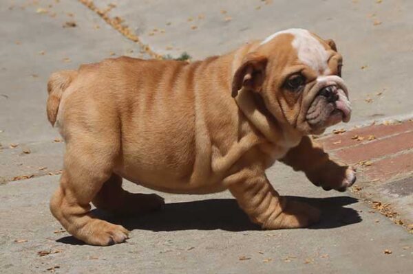 IRENE ENGLISH BULLDOG PUPPY