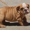 IRENE ENGLISH BULLDOG PUPPY