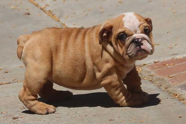 IRENE ENGLISH BULLDOG PUPPY