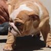 IRENE ENGLISH BULLDOG PUPPY