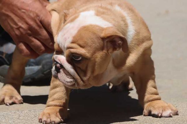 IRENE ENGLISH BULLDOG PUPPY
