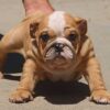 IRENE ENGLISH BULLDOG PUPPY