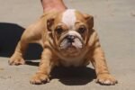 IRENE ENGLISH BULLDOG PUPPY