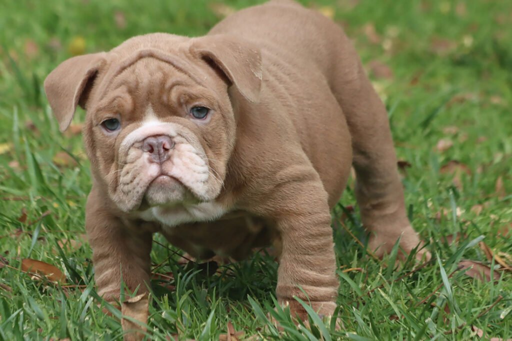 BLOCK HEAD ENGLISH BULLDOG PUPPY