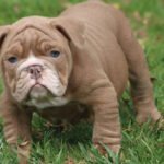 BLOCK HEAD ENGLISH BULLDOG PUPPY